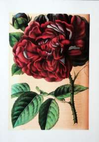 La Rose Génie de Chateaubriand